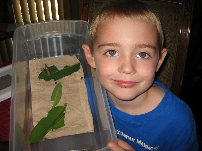 monarch caterpillar.jpg